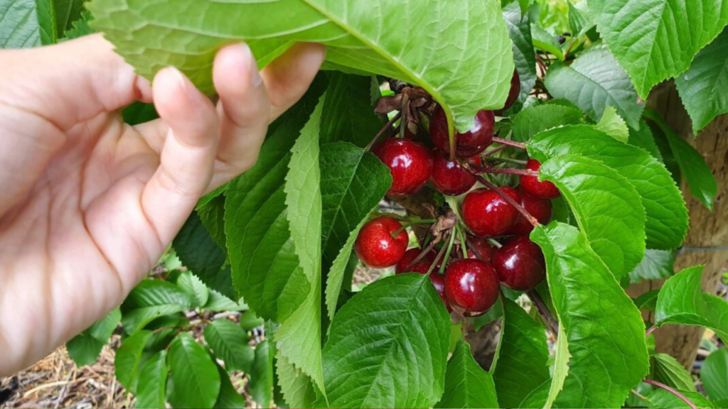 Mùa vụ của cherry Úc
