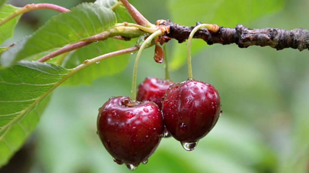 Quả cherry là gì? Đặc điểm nổi bật của cherry Úc
