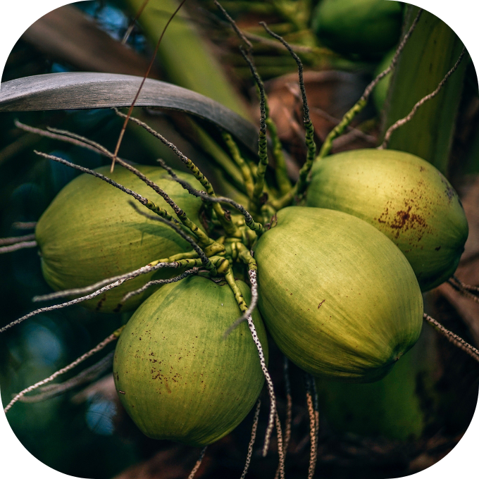 dừa Kingfoodmart
