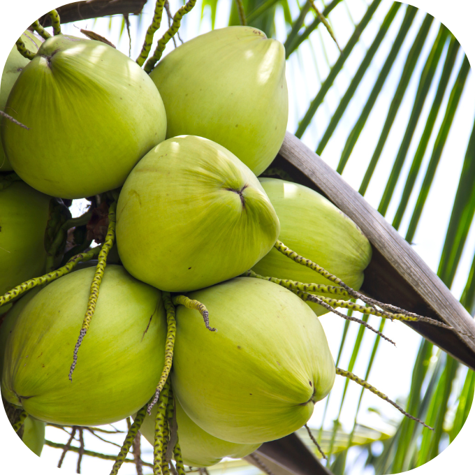dừa Kingfoodmart