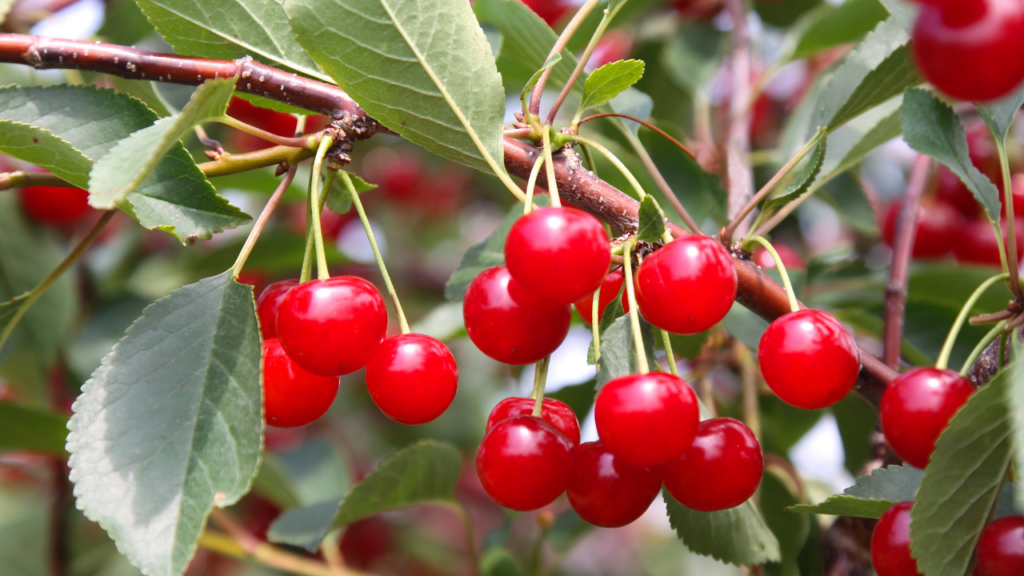 Cherry Mỹ Kingfoodmart