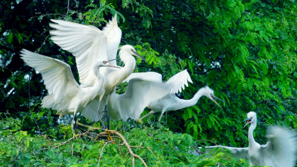 Sân chim Vàm Hồ Bến Tre