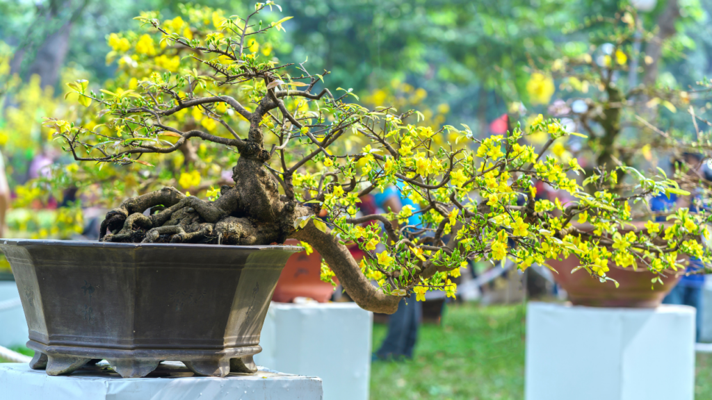 Cây Mai Ngày Tết