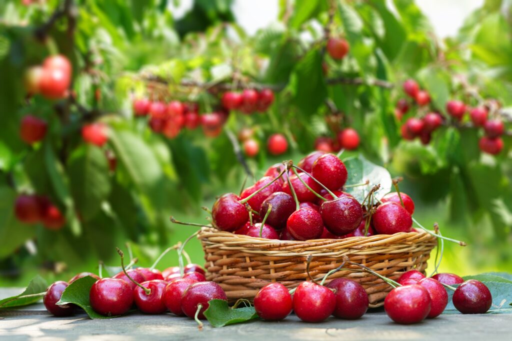 Mùa thu hoạch cherry Mỹ Kingfoodmart