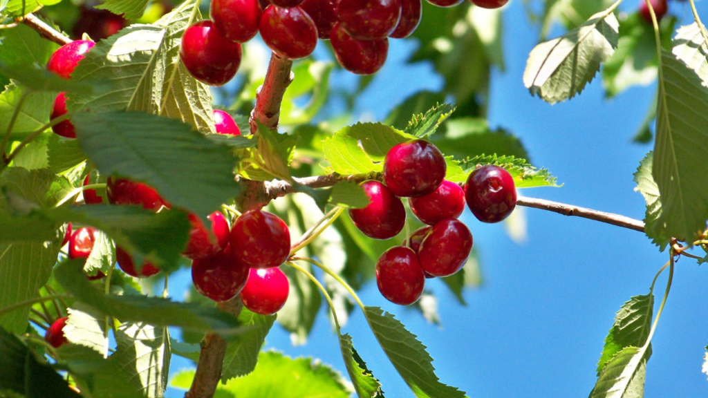 Cherry Mỹ Kingfoodmart