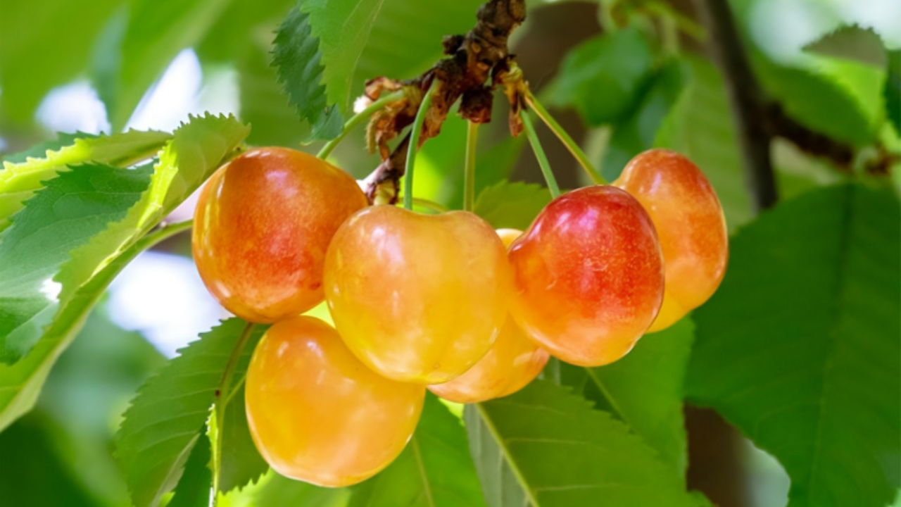 Cherry vàng Mỹ có tốt cho sức khỏe không?