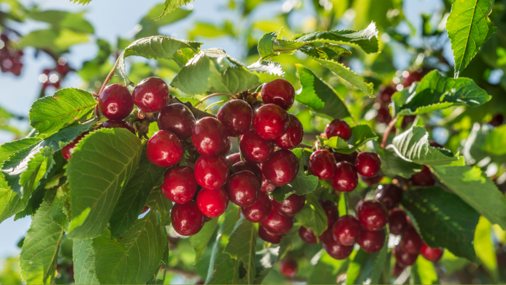 Mùa thu hoạch cherry Mỹ  Kingfoodmart