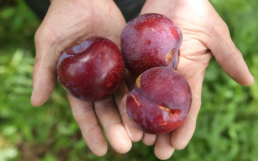 Giá quả cherry Việt Nam là bao nhiêu? Có nên mua cherry Việt Nam hay không?