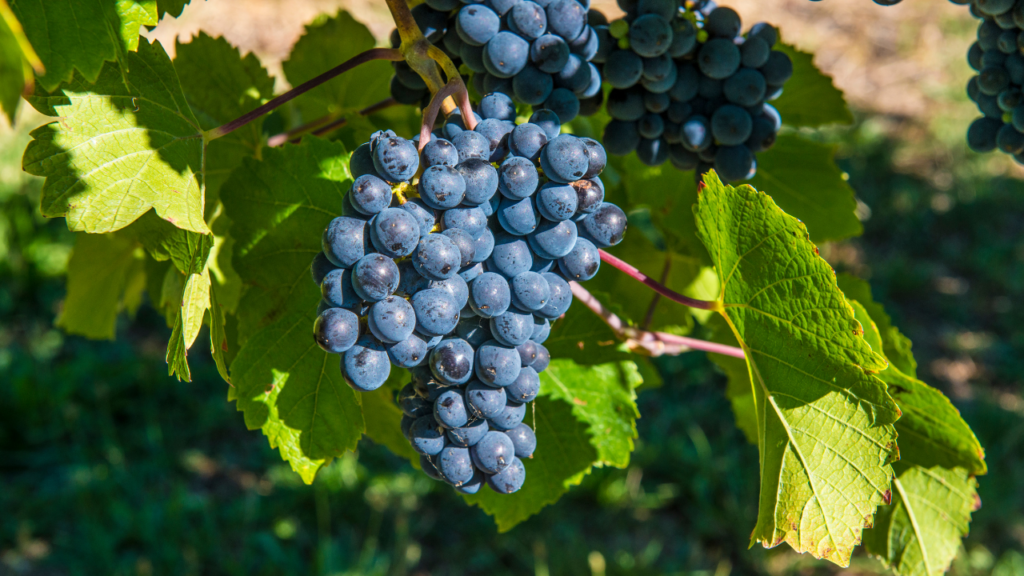 Nho Bàn (Table Grapes) Úc