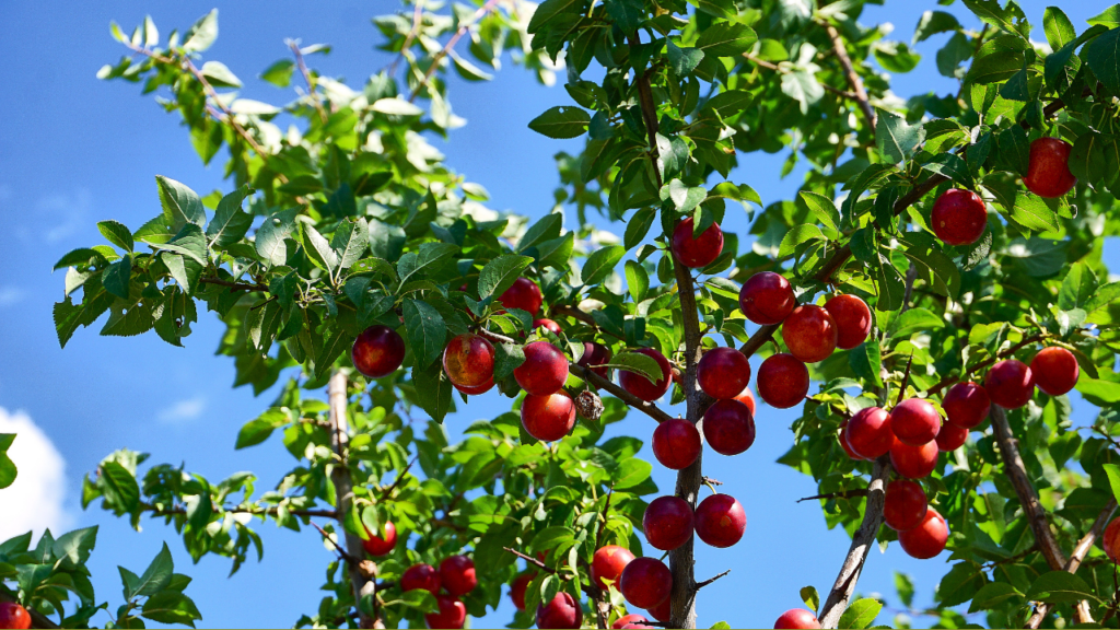 Vận chuyển cherry về Việt Nam