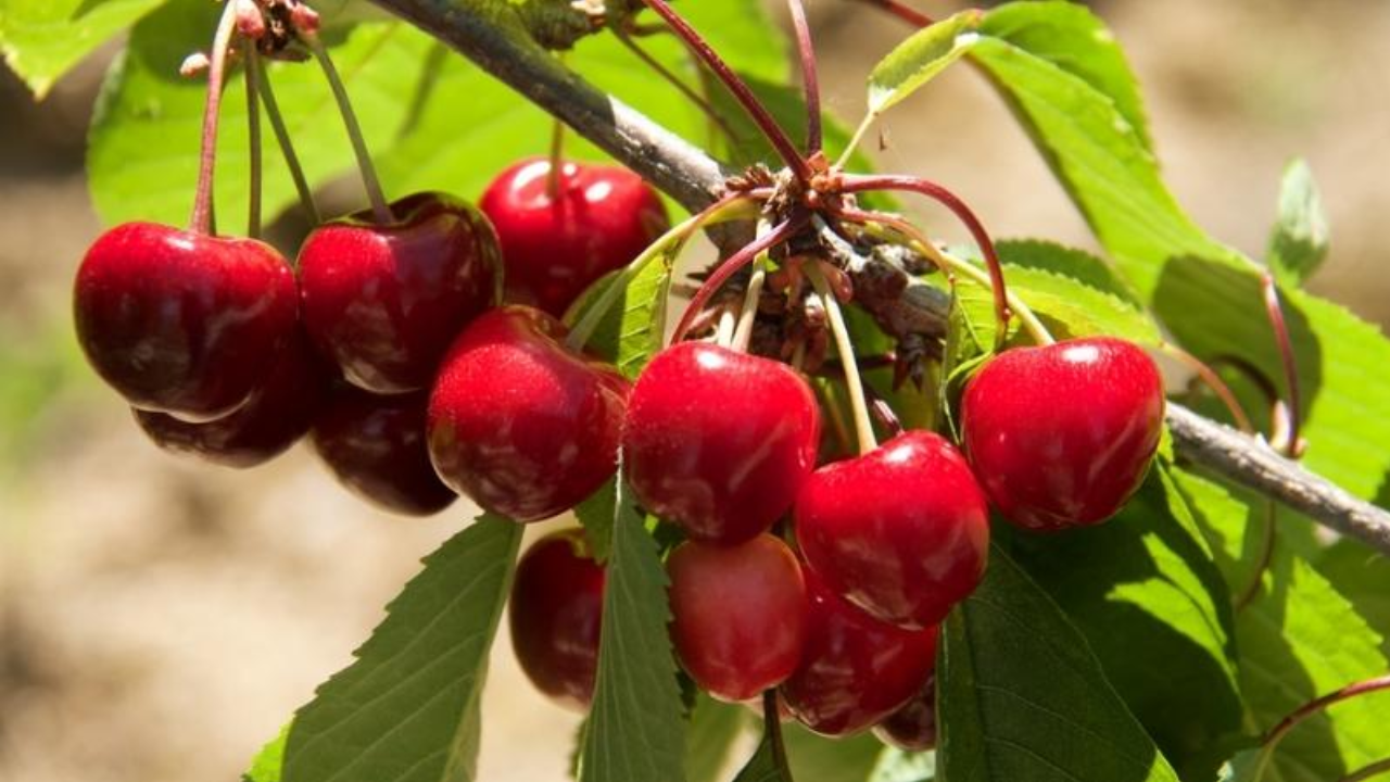 Mùa vụ Cherry Úc – Khi nào bắt đầu và tác động gì đến giá cả