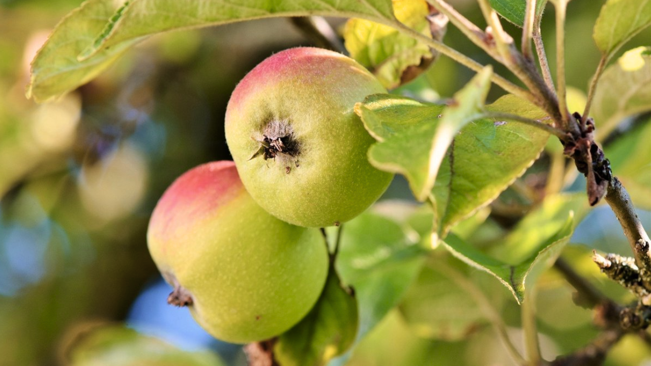 Táo Alatau Dawn – Giống táo mang hương vị ngọt ngào, mọng nước
