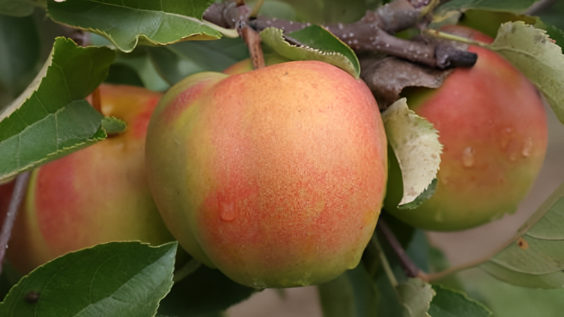 Táo Bloody Butcher – Giống táo quý hiếm từng suýt bị tuyệt chủng