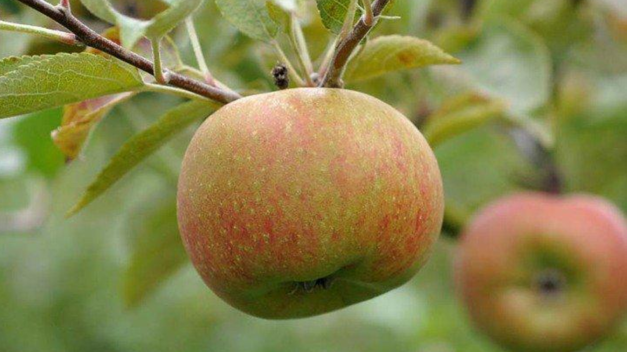 Táo Court Pendu Plat – Giống táo bảo quản càng lâu, hương vị càng ngọt
