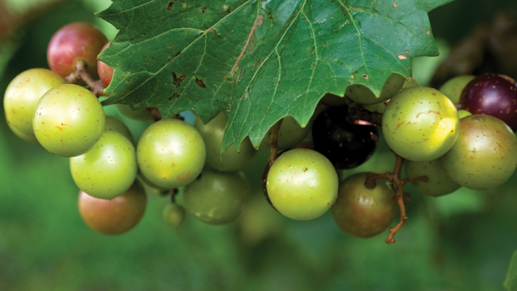 Nho xanh Scuppernong Muscadine