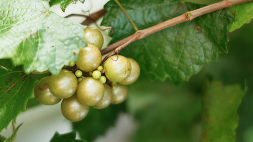 Nho xanh Scuppernong Muscadine