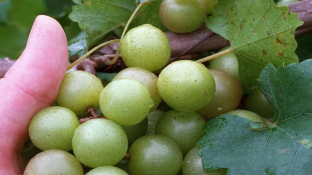 Nho xanh Scuppernong Muscadine