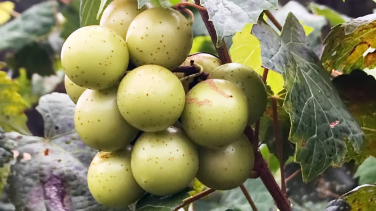 Nho xanh Scuppernong Muscadine – Hỗ trợ tăng cường sức khỏe tim mạch