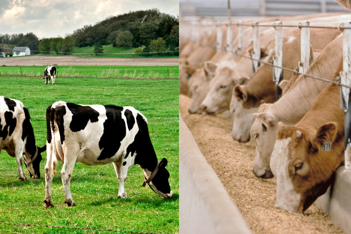 Sự khác nhau giữa bò ăn cỏ và bò ngũ cốc